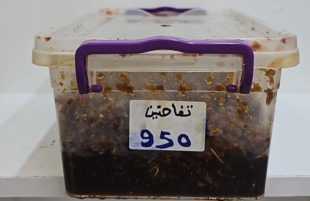 معسل تفاحتين